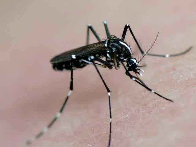 Complicações Neurológicas Do Zika