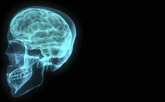 cerebro humano