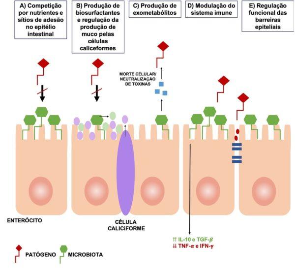 Candidíase de repetição: uso de probióticos como terapia complementar