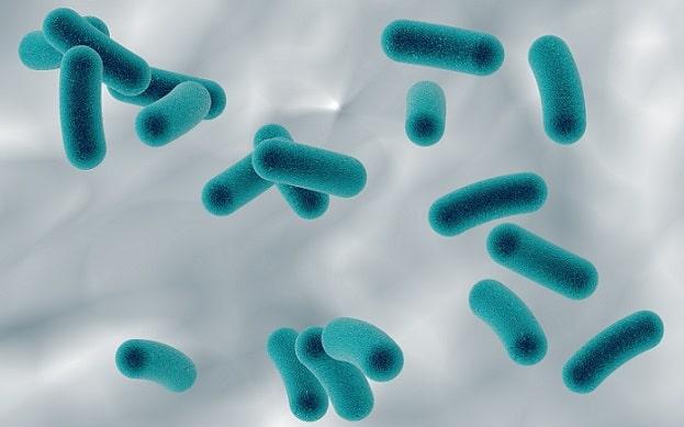 bactéria h. pylori em imagem digitalizada, causadora da metaplasia gástrica