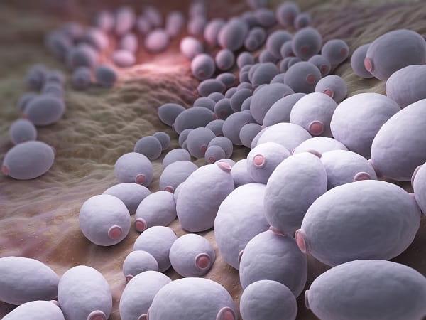 fungos candida em organismo humano de paciente com supercrescimento fúngico