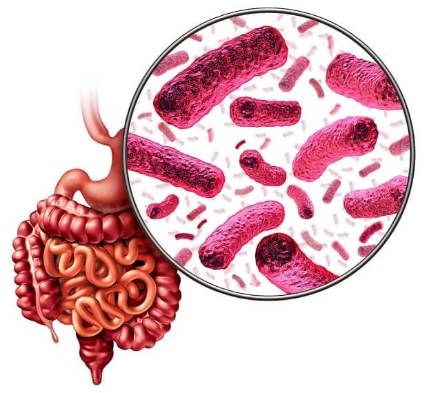 Microbioma intestinal e longevidade