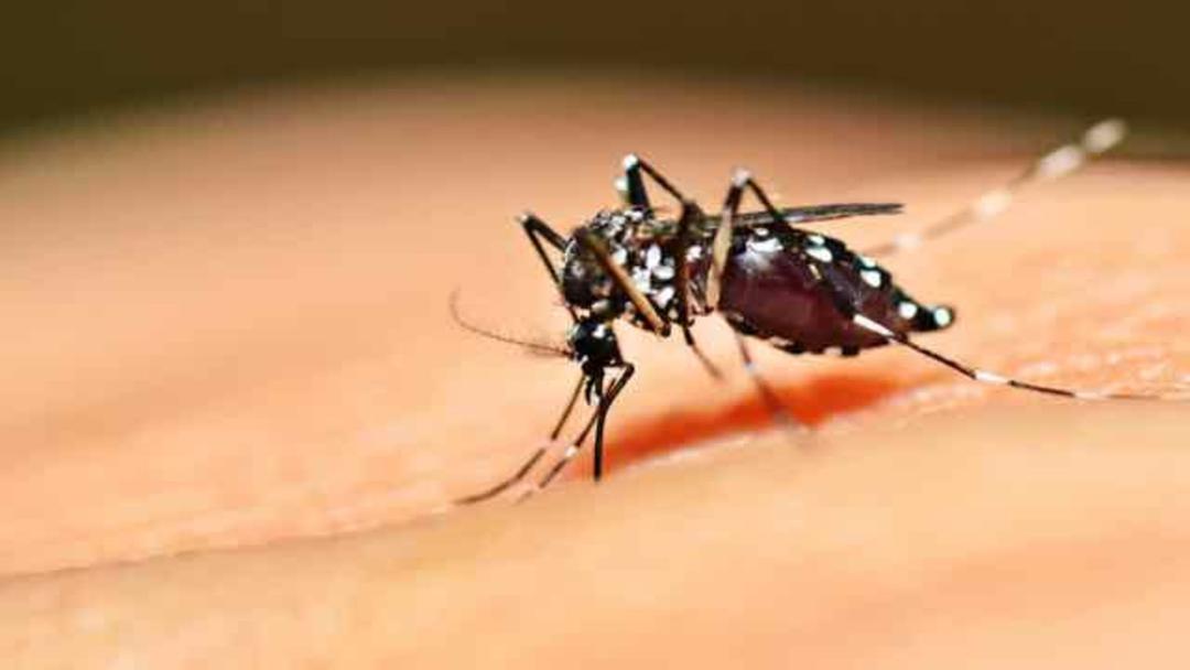 Dengue: neurologistas alertam para riscos ao sistema nervoso central