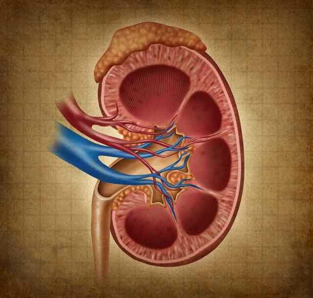 Disfunção renal e anticoagulantes orais: o que o médico precisa saber