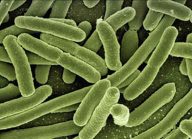 probiota