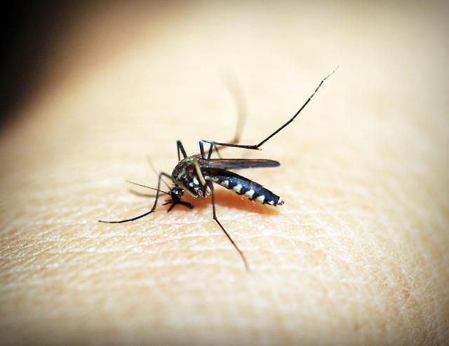 dengue e zika