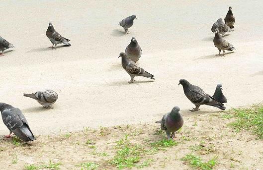“Doença do Pombo” causa duas mortes em São Paulo