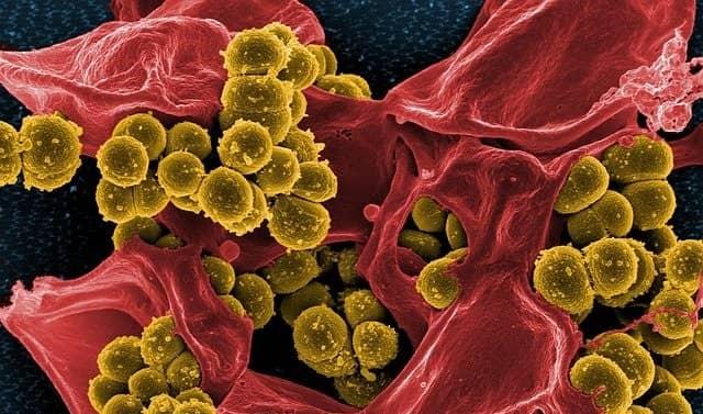 vancomicina é medicamento usado para combater bactérias