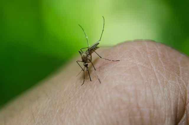 Novo guia clínico para manejo da Chikungunya