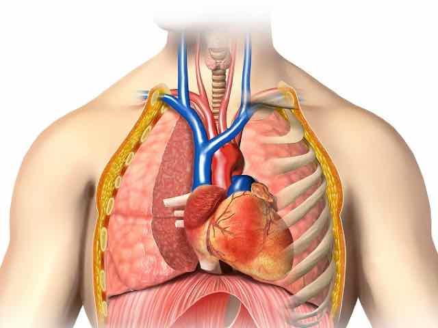 imagem em 3D do sistema circulatório humano