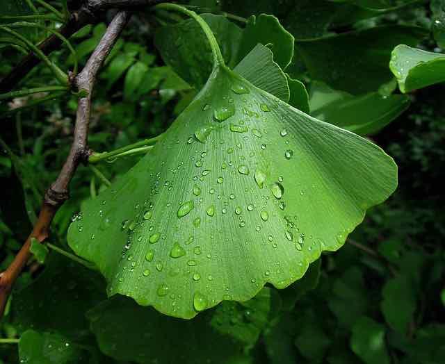 folha de ginkgo biloba