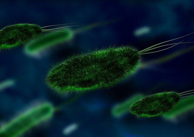 bacteriúria assintomática em imagem digital