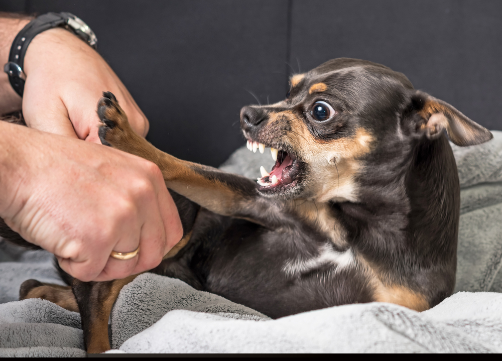 mordida mordedura animal