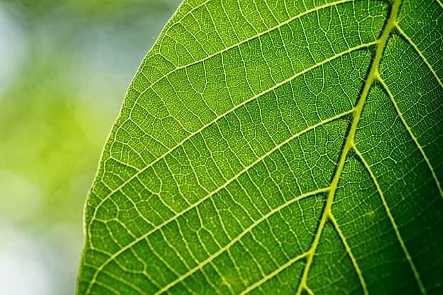 Kratom: a nova droga com implicações anestésicas