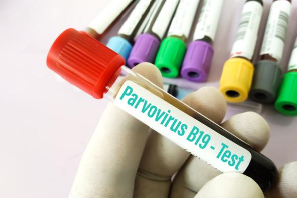 parvovirus
