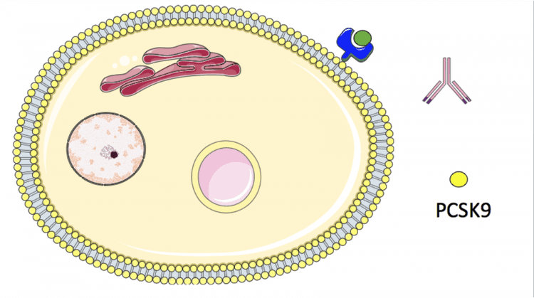 FOURIER: o primeiro grande estudo de fase 3 com inibidores da PCSK9